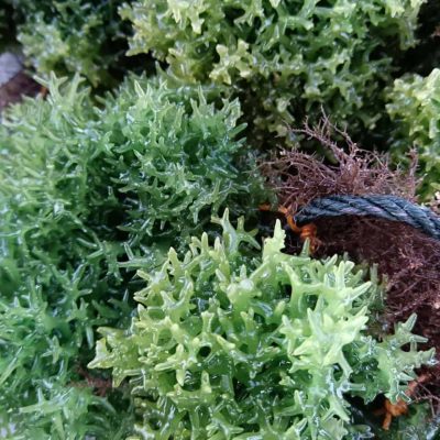 seaweed-3